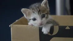 Så lär du din kattunge att använda kattlådan: steg-för-steg-guide för att lösa problemet