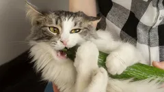 Hur man tar hand om en katt på rätt sätt: fem användbara tips från experter