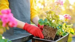 Så förbereder du dina balkongväxter för vintern: steg-för-steg-guide för november