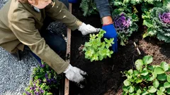 Hemligheter för en vinterhärdig trädgård: Så bevarar du en rik skörd till våren