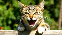 Varför biter min katt och hur kan jag förhindra det