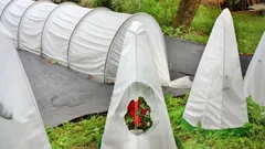 Billigt och effektivt: Det enklaste sättet att skydda värmekrävande växter inför vintern