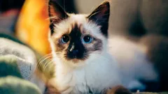 Det blir svårt att rätta till: den ödesdigra uppfostringsmissen som förvandlar din kattunge till en vildkatt