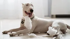 Otyglad kraft: Tre hundraser som aldrig förlåter sin ägares svaghet