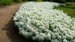 Inget vatten eller ogräsrensning behövs: Så i oktober och på våren täcks din trädgård av ett vitt blomsterhav
