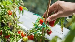 Lätt odling av vitaminer på fönsterbrädan: örter, grönsaker och bär året runt