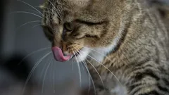 Hur känner katter igen sina ägare? Vetenskapen avslöjar hemligheterna bakom kattens luktsinne