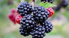 Stor och söt: Hemligheterna bakom att odla björnbär även i kallt klimat