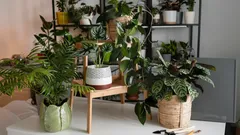 Odödliga växter: blommor som inte kräver omsorg eller uppmärksamhet — klarar sig utan skötsel