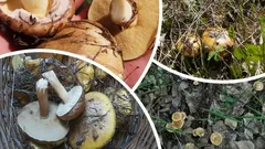 Svampplockningens höjdpunkt 2025 – Var och när du ska plocka svamp i november